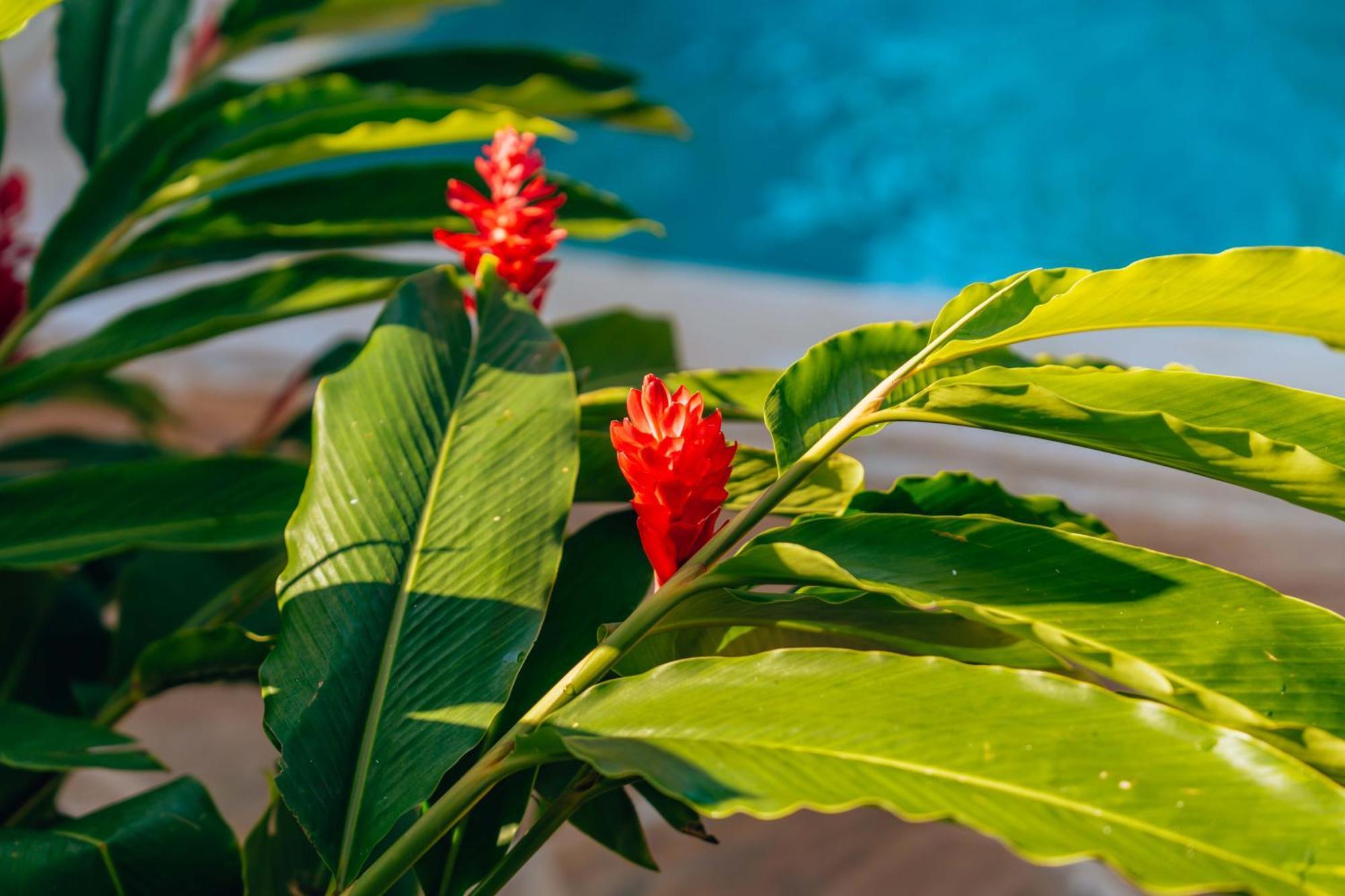 Hekaya Zanzibar Hotel Пингуе Екстериор снимка